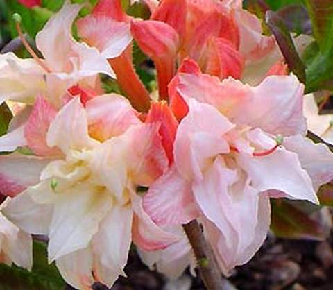 Azalia wielkokwiatowa Cannons Double Azalea Cannons Double