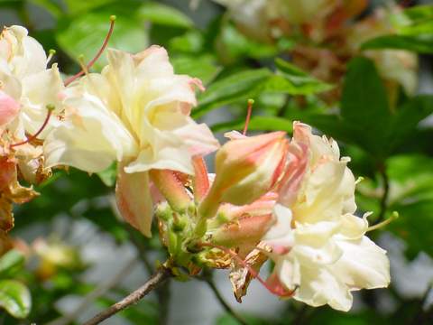 Azalia wielkokwiatowa Cannons Double Azalea Cannons Double