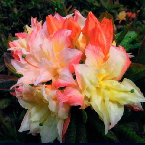 Azalia wielkokwiatowa Cannons Double Azalea Cannons Double