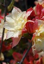 Azalia wielkokwiatowa Cannons Double Azalea Cannons Double