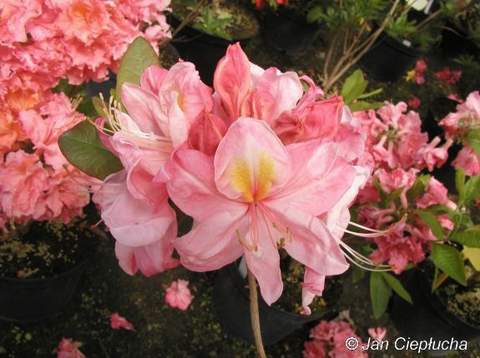 Azalia wielkokwiatowa Cecile Azalea Cecile