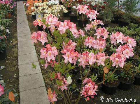 Azalia wielkokwiatowa Cecile Azalea Cecile