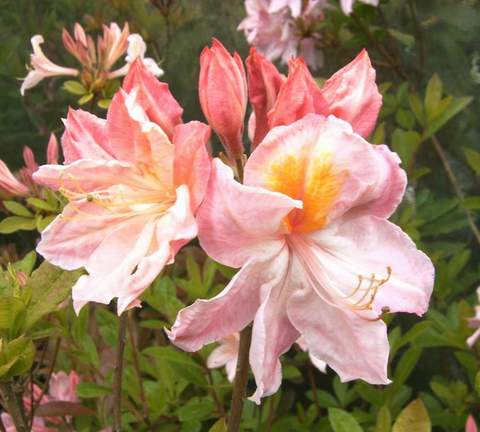 Azalia wielkokwiatowa Cecile Azalea Cecile
