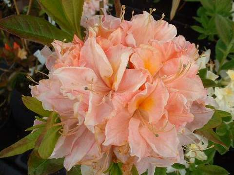 Azalia wielkokwiatowa Cecile Azalea Cecile