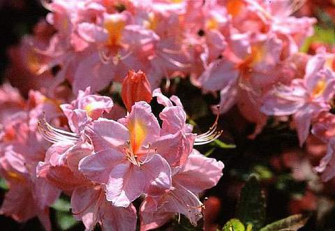 Azalia wielkokwiatowa Cecile Azalea Cecile