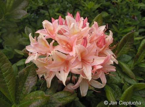 Azalia wielkokwiatowa Chanel Azalea Chanel