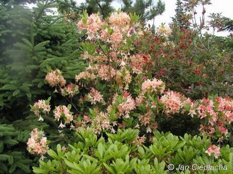 Azalia wielkokwiatowa Chanel Azalea Chanel