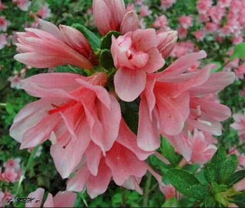 Azalia wielkokwiatowa Chanel Azalea Chanel