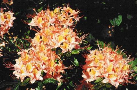 Azalia wielkokwiatowa Chanel Azalea Chanel