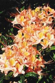 Azalia wielkokwiatowa Chanel Azalea Chanel