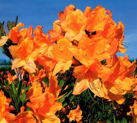 Azalia wielkokwiatowa Christopher Wren Azalea Christopher Wren