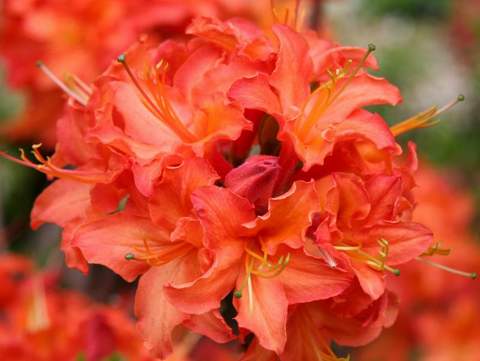 Azalia wielkokwiatowa Christopher Wren Azalea Christopher Wren