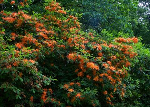 Azalia wielkokwiatowa Christopher Wren Azalea Christopher Wren