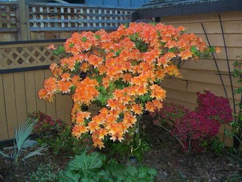 Azalia wielkokwiatowa Christopher Wren Azalea Christopher Wren
