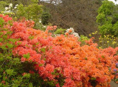 Azalia wielkokwiatowa Christopher Wren Azalea Christopher Wren