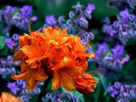 Azalia wielkokwiatowa Christopher Wren Azalea Christopher Wren