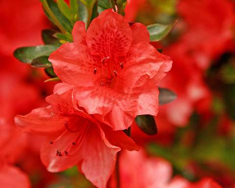 Azalia wielkokwiatowa Doloroso Azalea Doloroso