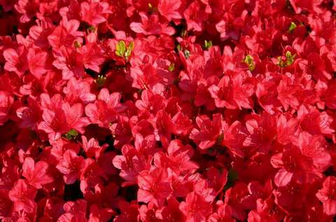 Azalia wielkokwiatowa Doloroso Azalea Doloroso