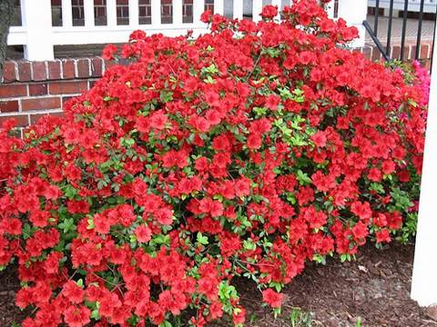 Azalia wielkokwiatowa Doloroso Azalea Doloroso