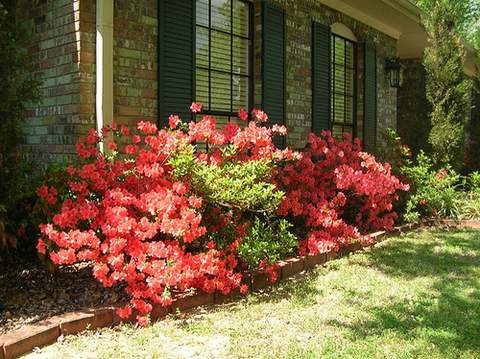 Azalia wielkokwiatowa Doloroso Azalea Doloroso