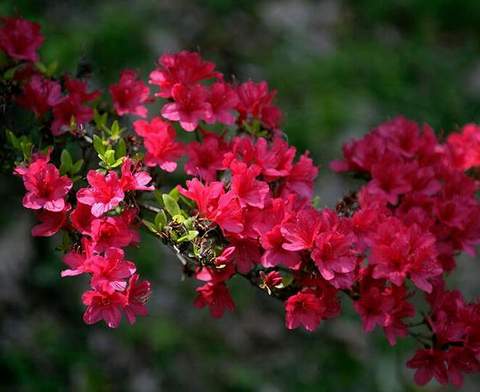 Azalia wielkokwiatowa Doloroso Azalea Doloroso
