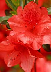 Azalia wielkokwiatowa Doloroso Azalea Doloroso