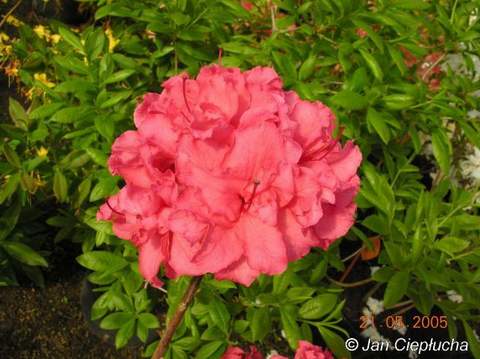 Azalia wielkokwiatowa Fabiola Azalea Fabiola