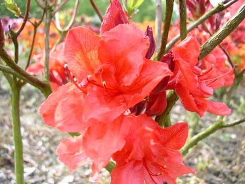 Azalia wielkokwiatowa Fabiola Azalea Fabiola