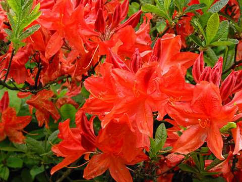 Azalia wielkokwiatowa Fabiola Azalea Fabiola