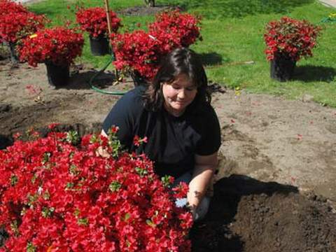 Azalia wielkokwiatowa Fabiola Azalea Fabiola