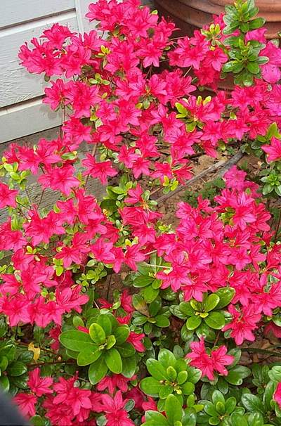 Azalia wielkokwiatowa Fabiola Azalea Fabiola