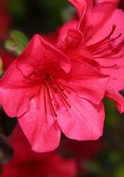 Azalia wielkokwiatowa Fabiola Azalea Fabiola