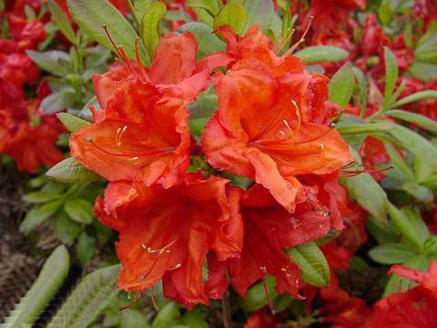 Azalia wielkokwiatowa Feuerwerk Azalea Feuerwerk