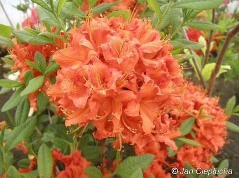 Azalia wielkokwiatowa Feuerwerk Azalea Feuerwerk