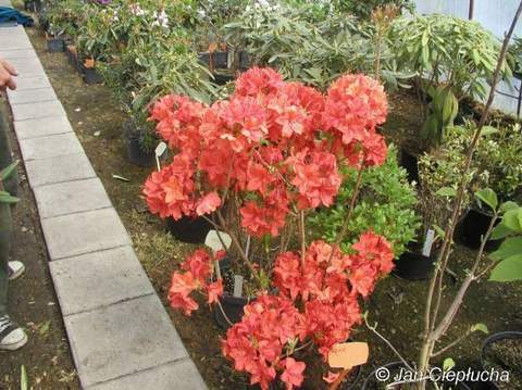 Azalia wielkokwiatowa Feuerwerk Azalea Feuerwerk