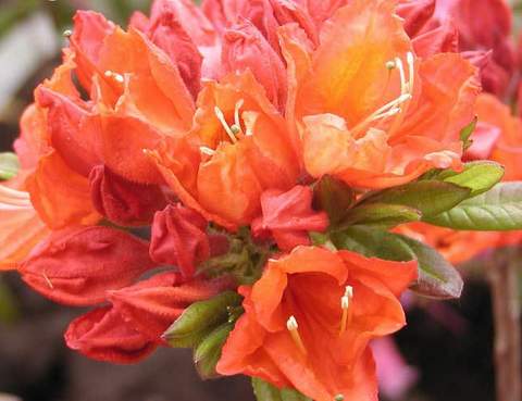 Azalia wielkokwiatowa Feuerwerk Azalea Feuerwerk