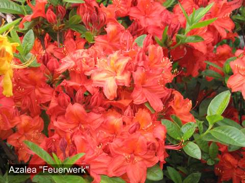 Azalia wielkokwiatowa Feuerwerk Azalea Feuerwerk
