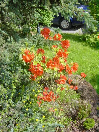 Azalia wielkokwiatowa Feuerwerk Azalea Feuerwerk
