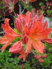 Azalia wielkokwiatowa Feuerwerk Azalea Feuerwerk