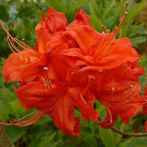 Azalia wielkokwiatowa Fireball Azalea Fireball