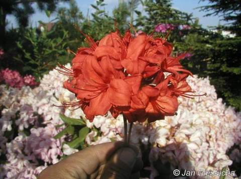 Azalia wielkokwiatowa Fireball Azalea Fireball