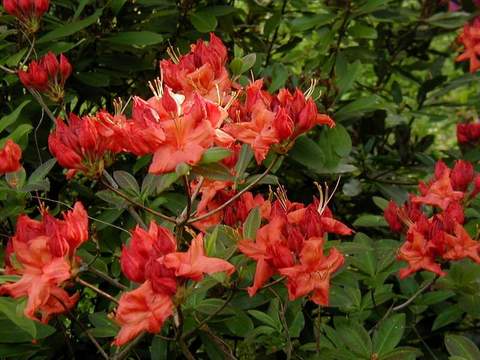 Azalia wielkokwiatowa Fireball Azalea Fireball
