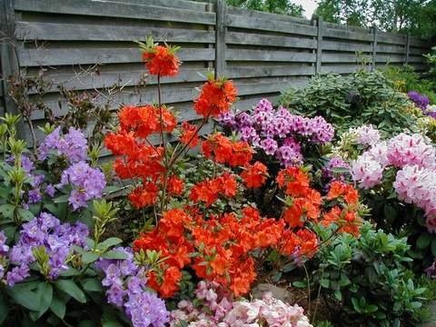 Azalia wielkokwiatowa Fireball Azalea Fireball