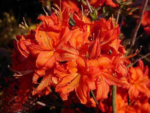 Azalia wielkokwiatowa Fireball Azalea Fireball