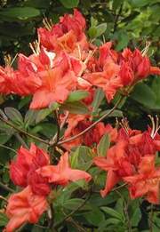 Azalia wielkokwiatowa Fireball Azalea Fireball