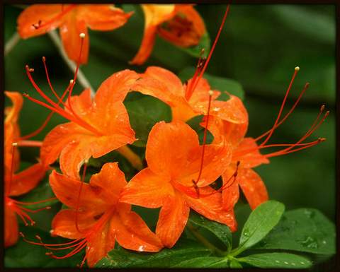 Azalia wielkokwiatowa Gibraltar Azalea Gibraltar