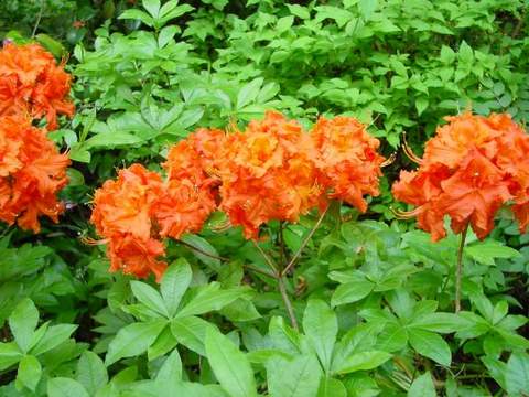 Azalia wielkokwiatowa Gibraltar Azalea Gibraltar