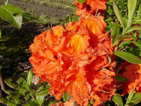Azalia wielkokwiatowa Gibraltar Azalea Gibraltar