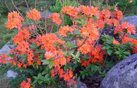 Azalia wielkokwiatowa Gibraltar Azalea Gibraltar