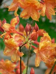 Azalia wielkokwiatowa Gibraltar Azalea Gibraltar